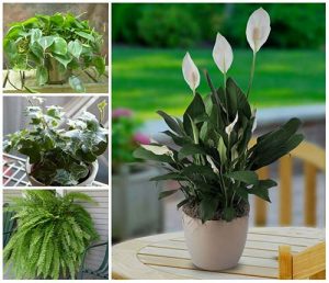 17 Beautiful House Plants That Can Actually Purify Your Home – iSeeiDoiMake