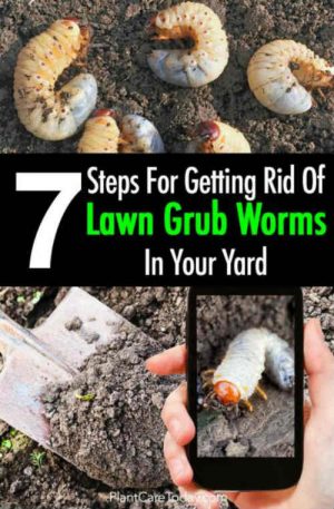 7 Steps For Getting Rid Grub Worms In Your Yard – iSeeiDoiMake